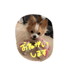 佐藤家のちゃちゃまるくん②（個別スタンプ：27）