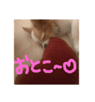 佐藤家のちゃちゃまるくん②（個別スタンプ：28）