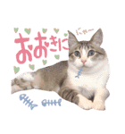 マルちゃんの日常（個別スタンプ：1）