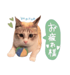 マルちゃんの日常（個別スタンプ：2）
