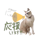 マルちゃんの日常（個別スタンプ：4）