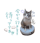 マルちゃんの日常（個別スタンプ：5）