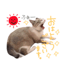 マルちゃんの日常（個別スタンプ：10）