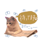 マルちゃんの日常（個別スタンプ：12）