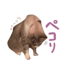 マルちゃんの日常（個別スタンプ：15）