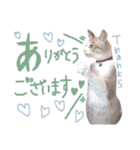 マルちゃんの日常（個別スタンプ：16）