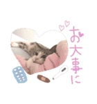 マルちゃんの日常（個別スタンプ：17）