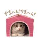 マルちゃんの日常（個別スタンプ：20）