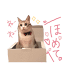 マルちゃんの日常（個別スタンプ：22）