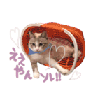 マルちゃんの日常（個別スタンプ：23）