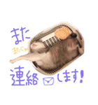 マルちゃんの日常（個別スタンプ：33）