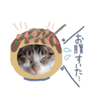 マルちゃんの日常（個別スタンプ：34）