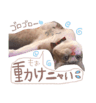 マルちゃんの日常（個別スタンプ：38）