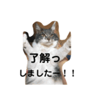 飼い猫の日常スタンプ（個別スタンプ：1）
