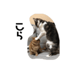 飼い猫の日常スタンプ（個別スタンプ：5）
