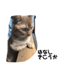 飼い猫の日常スタンプ（個別スタンプ：9）