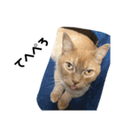 飼い猫の日常スタンプ（個別スタンプ：12）