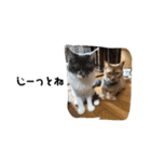 飼い猫の日常スタンプ（個別スタンプ：13）