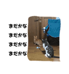 飼い猫の日常スタンプ（個別スタンプ：16）