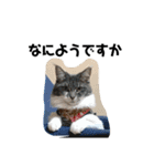 飼い猫の日常スタンプ（個別スタンプ：20）
