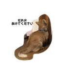 飼い猫の日常スタンプ（個別スタンプ：21）