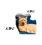 飼い猫の日常スタンプ（個別スタンプ：23）
