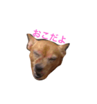 塩対応な犬のさっちゃん（個別スタンプ：1）