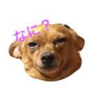 塩対応な犬のさっちゃん（個別スタンプ：2）
