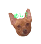 塩対応な犬のさっちゃん（個別スタンプ：3）