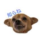 塩対応な犬のさっちゃん（個別スタンプ：4）