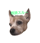 塩対応な犬のさっちゃん（個別スタンプ：5）