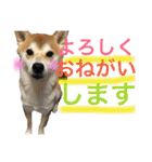 柴犬うずらMIX（個別スタンプ：2）