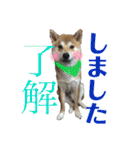 柴犬うずらMIX（個別スタンプ：3）