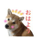 柴犬うずらMIX（個別スタンプ：5）