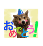 柴犬うずらMIX（個別スタンプ：6）