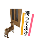 柴犬うずらMIX（個別スタンプ：7）