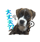柴犬うずらMIX（個別スタンプ：8）