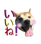 柴犬うずらMIX（個別スタンプ：9）