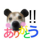 柴犬うずらMIX（個別スタンプ：10）