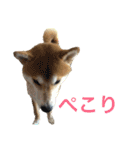 柴犬うずらMIX（個別スタンプ：11）