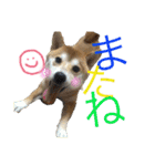 柴犬うずらMIX（個別スタンプ：12）