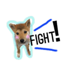 柴犬うずらMIX（個別スタンプ：13）