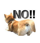 柴犬うずらMIX（個別スタンプ：14）