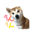 柴犬うずらMIX（個別スタンプ：16）