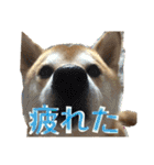 柴犬うずらMIX（個別スタンプ：17）