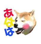 柴犬うずらMIX（個別スタンプ：18）