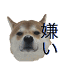 柴犬うずらMIX（個別スタンプ：20）