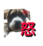 柴犬うずらMIX（個別スタンプ：21）