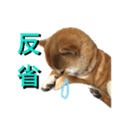 柴犬うずらMIX（個別スタンプ：22）