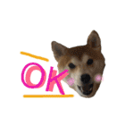 柴犬うずらMIX（個別スタンプ：24）